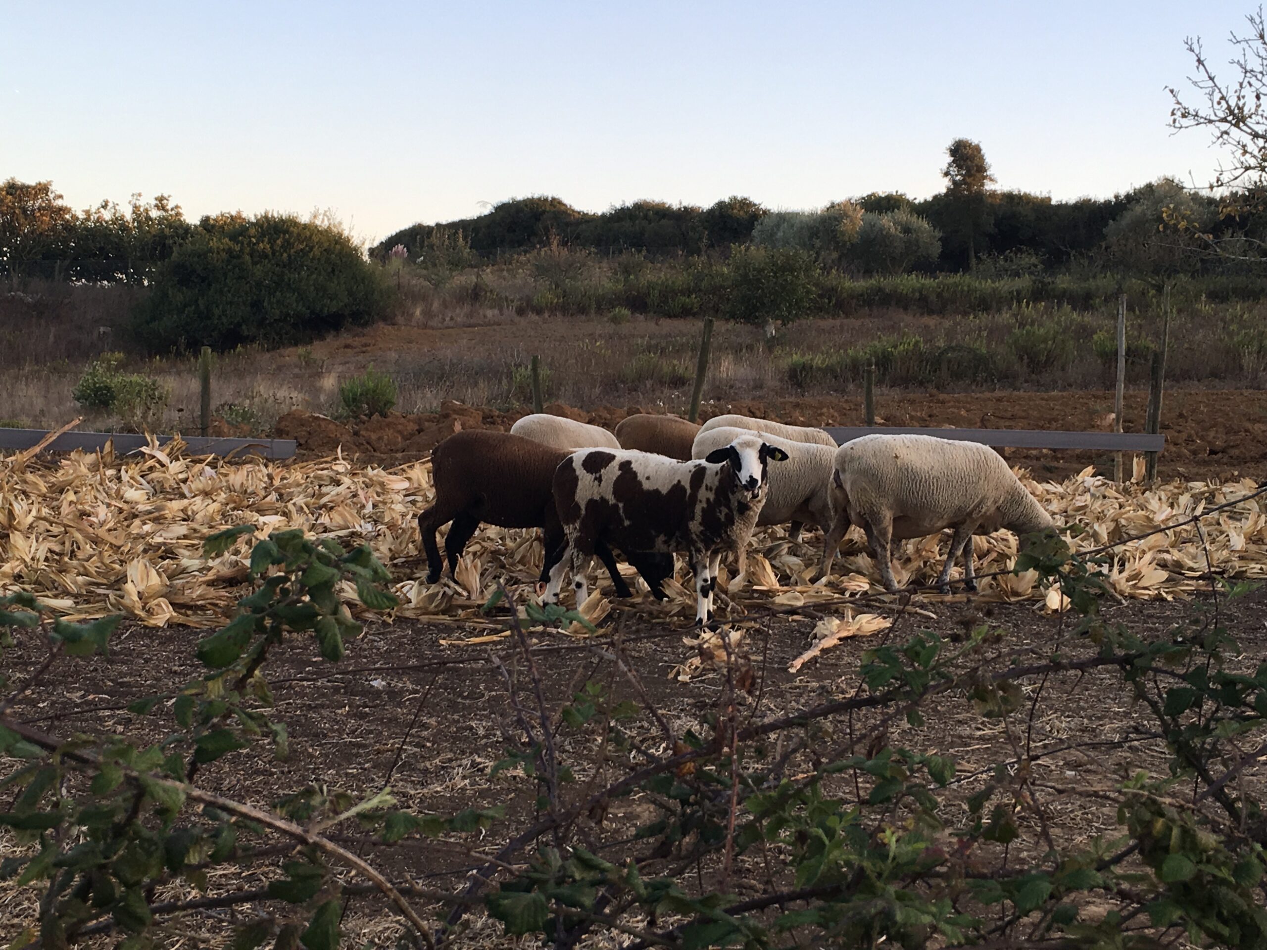 Foto of a flock of 7 sheep, one looking in the camera, being brown white spotted
